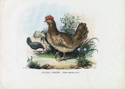 Hen, 1863-79  作者 雷蒙多·彼得罗亚