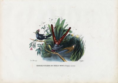 蜂鸟，1863-79 作者 雷蒙多·彼得罗亚