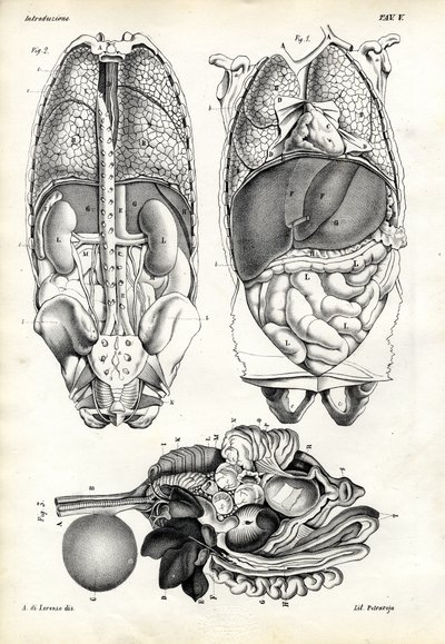 肠子，1863-79 作者 雷蒙多·彼得罗亚