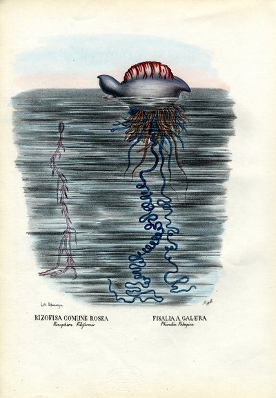 水母，1863-79 作者 雷蒙多·彼得罗亚