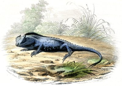 La head fourchue (Lyriocephalus margaritaceus) - 插图摘自 Bernard Germain de Lacepede（1856-1925 年）的《自然史》，巴黎 P.Furme 版 作者 雷蒙多·彼得罗亚