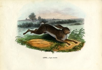 山野兔，1863-79 作者 雷蒙多·彼得罗亚