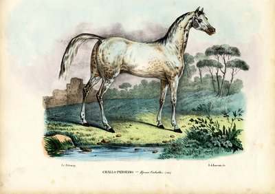 波斯马，1863-79 作者 雷蒙多·彼得罗亚