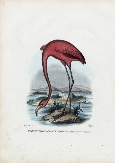 玫瑰色，1863-79 作者 雷蒙多·彼得罗亚