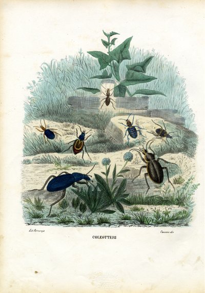 老虎和地面甲虫，1863-79 作者 Raimundo Petraroja