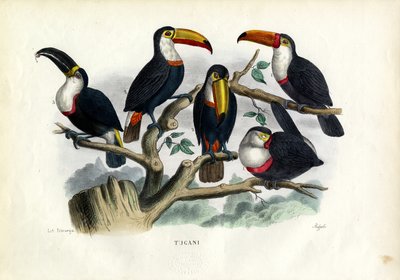 Tucans，1863-79 作者 雷蒙多·彼得罗亚