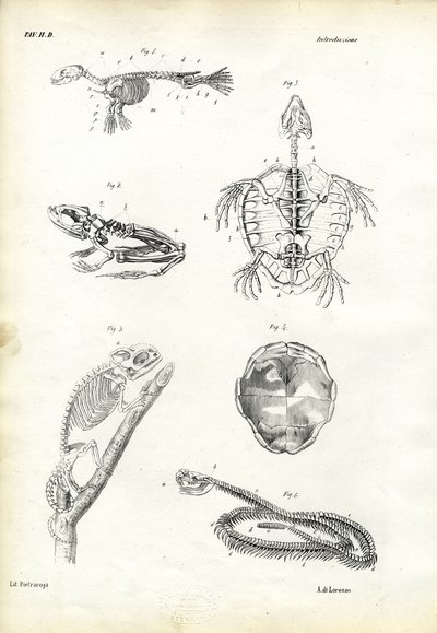 乌龟，1863-79 作者 雷蒙多·彼得罗亚