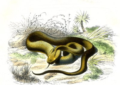 Vipere spearhead (Cophias Lanceolatus) - 插图选自 Bernard Germain de Lacepede (1856-1925)的《自然史》，巴黎 P.Furme 版 作者 雷蒙多·彼得罗亚