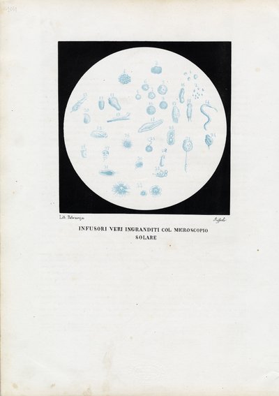 轮动物，1863-79 作者 雷蒙多·彼得罗亚