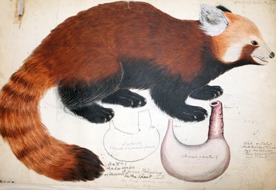 Hodgson Manuscripts Red Panda，1831-47（wc，笔墨水和铅笔在纸上） 作者 拉吉·曼·辛格（Raj Man Singh）