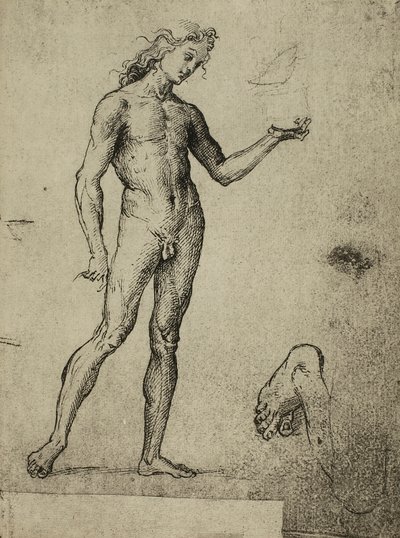 男性裸体研究;拉斐尔画的。 Gallerie dellAccademia，威尼斯 作者 Raffaello Sanzio Raphael
