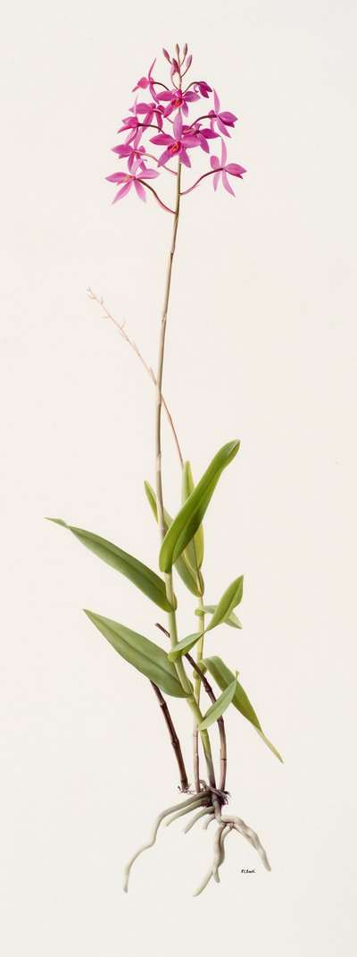 树皮草（纸面油画） 作者 雷蒙德·布斯