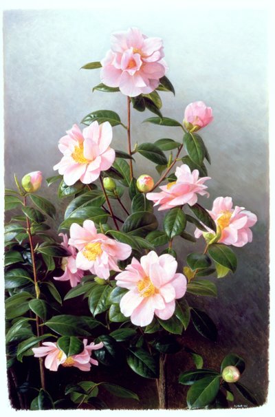山茶花品种 作者 雷蒙德·布斯