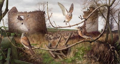 西约克郡埃卡普的 Fieldfares 作者 雷蒙德·布斯