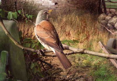 西约克郡埃卡普的 Fieldfares 作者 雷蒙德·布斯