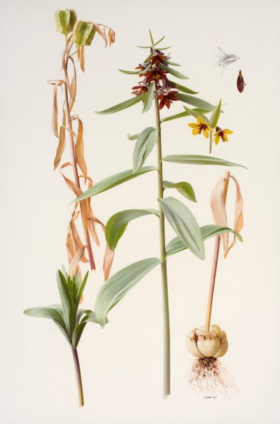 Fritillaria sewerzowii 作者 雷蒙德·布斯