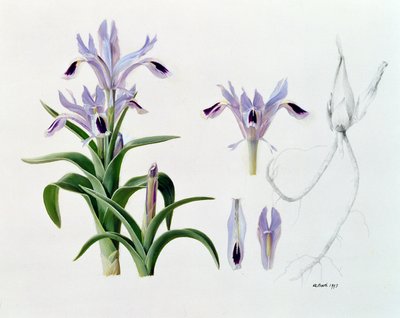 库什凯维茨鸢尾花 作者 雷蒙德·布斯