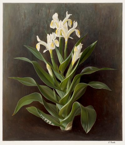 白花鸢尾（纸面油画） 作者 雷蒙德·布斯