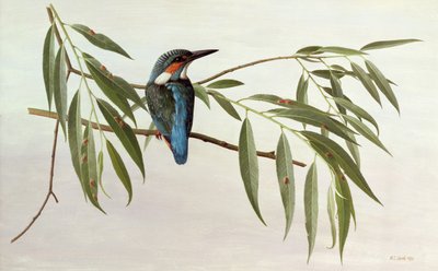 翠鸟 作者 雷蒙德·布斯