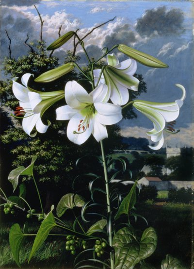 绿宝石百合花，约 1959 年（木板油画） 作者 雷蒙德·布斯