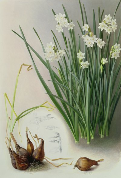 水仙花 作者 雷蒙德·布斯