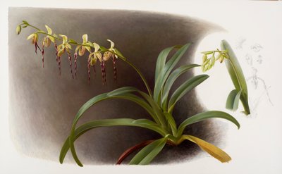 兰花 作者 雷蒙德·布斯