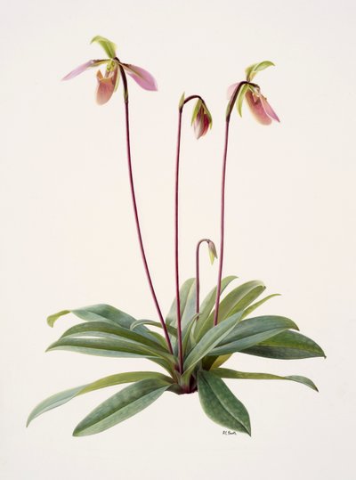 Pophiopedrium appletonianum（纸上油画） 作者 雷蒙德·布斯