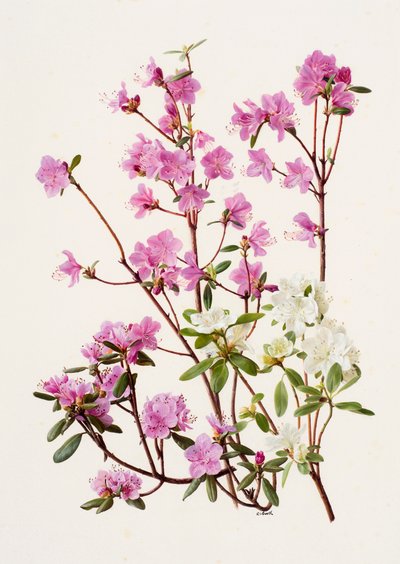 杜鹃花（纸面油画） 作者 雷蒙德·布斯