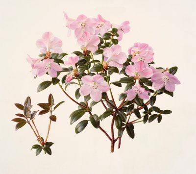 粉花杜鹃（纸本油画） 作者 雷蒙德·布斯