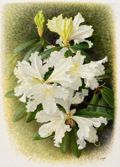杜鹃花，2004 年（纸面油画） 作者 雷蒙德·布斯