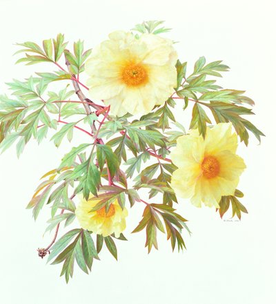 芍药树 "银帆"，2000 年（纸面油画） 作者 雷蒙德·布斯