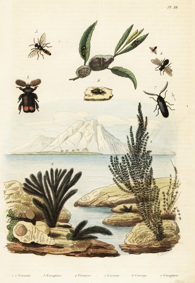 藻类、蜜蜂、黄蜂和蛙，1834-1839 年（雕刻） 作者 Regina Catherine Carey