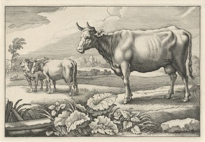 有奶牛的草地
Diversa Animalia Quadrupedia（系列名称） 作者 雷尼尔·范·佩西恩