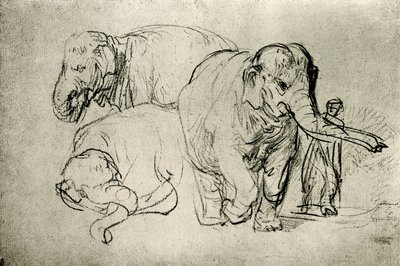 研究大象 作者 Rembrandt van Rijn