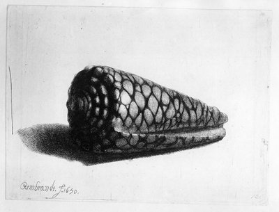 壳牌（Conus marmoreus）1650 作者 伦勃朗·范·赖恩