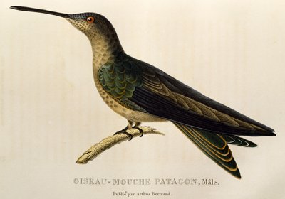 巨型蜂鸟（Patagona gigas），《Les trochilidees ou les colibris et les oiseaux-mouches》中的雕刻 作者 Rene Primevere 课程
