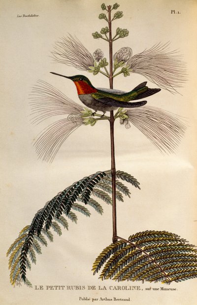 红宝石喉蜂鸟 (Archilochus colubris)，雕刻自 Trochilideae 或蜂鸟和蜂鸟 作者 Rene Primevere 课程