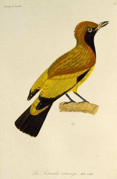 假面黄莺（Sericulus aureus）的成年雄鸟，选自《天堂鸟和海鸥自然史》（Histoire naturelle des oiseaux de paradis et des epimagues）的雕刻作品 作者 Rene Primevere 课程