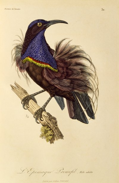 天堂鸟雄鸟（Ptiloris paradiseus），雕刻自《天堂鸟和昙花鸟自然史》（Histoire naturelle des oiseaux de paradis et des epimagues）。 作者 Rene Primevere 课程