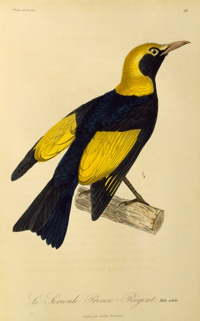 摄政园丁鸟（Sericulus chrysocephalus）的成年雄性，雕刻自天堂鸟和园丁鸟的自然历史 作者 Rene Primevere 课程