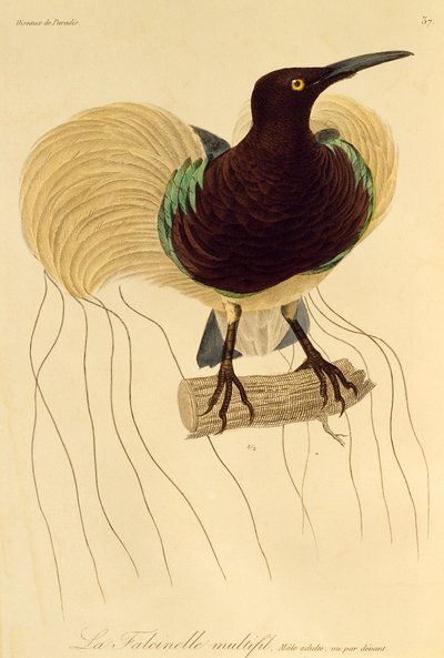 十二线天堂鸟 (Seleucidis melanoleuca) 的成年雄性，雕刻自《天堂鸟自然史》和《天堂鸟》 作者 Rene Primevere 课程