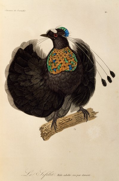 西帕罗蒂亚 (Parotia sefilata) 成年雄性，雕刻自《天堂鸟和埃皮马格斯自然史》 作者 Rene Primevere 课程