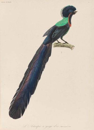 天堂鸟，1835年。 作者 Rene Primevere 课程