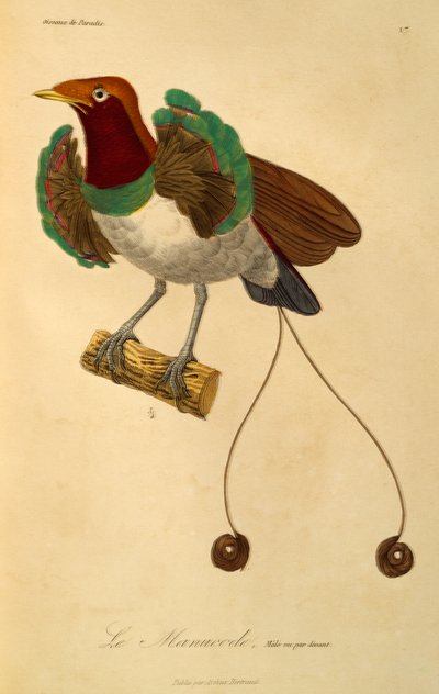 雄性天堂鸟（Cicinnurus regius），选自《天堂鸟和小鸟自然史》（Histoire naturelle des oiseaux de paradis et des epimagues）的版画 作者 Rene Primevere 课程