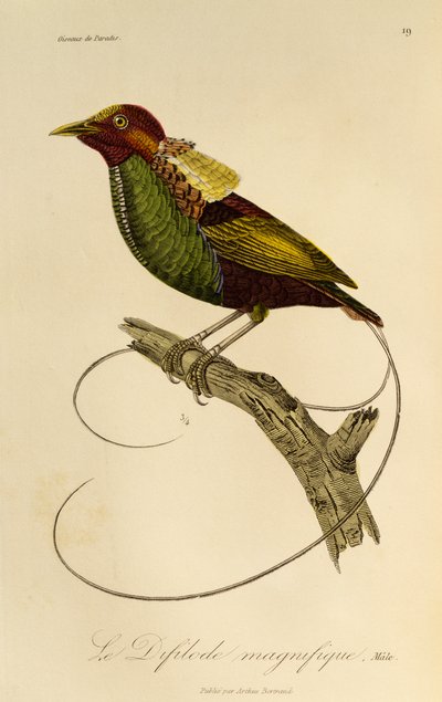 雄鸟天堂鸟（Cicinnurus magnificus），雕刻自《天堂鸟自然史》和《天堂鸟》 作者 Rene Primevere 课程