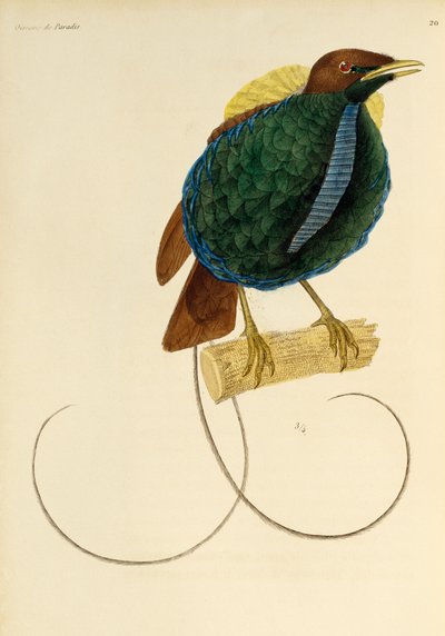 雄性壮丽天堂鸟（Cicinnurus magnificus），雕刻选自《天堂鸟和小鸟自然史》（Histoire naturelle des oiseaux de paradis et des epimagues 作者 Rene Primevere 课程