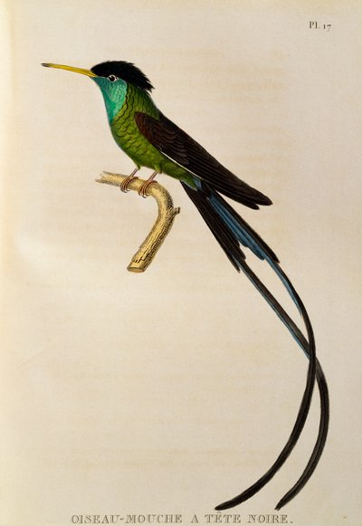 红嘴溪尾（Trochilus polytmus），《Les trochilidees ou les colibris et les oiseaux-mouches》中的版画 作者 Rene Primevere 课程