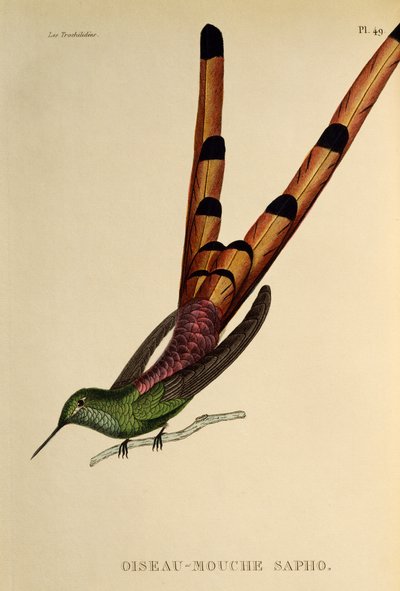 红尾彗星（Sappho sparganurus），《蜂鸟与蜂鸟》（Les trochilidees or hummingbirds and hummingbirds）中的雕刻作品 作者 Rene Primevere 课程