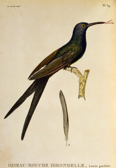 燕尾蜂鸟（Eupetomena macroura），《Les trochilidees ou les colibris et les oiseaux-mouches》中的版画 作者 Rene Primevere 课程