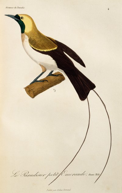 小天堂鸟（Paradisaea minor）的幼雄鸟，雕刻自《天堂鸟和小天堂鸟自然史》（Histoire naturelle des oiseaux de paradis et des epimagues）。 作者 Rene Primevere 课程